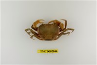 藏品(黃綠澤蟹)的圖片